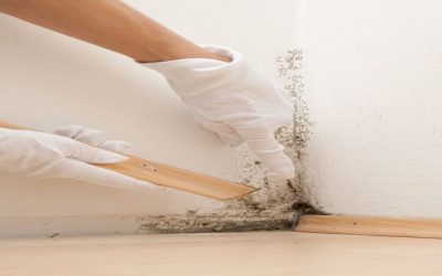 Four Steps Mold Cleanup Services in Omaha, NE, Take to Ensure Your Home Is Mold-Free